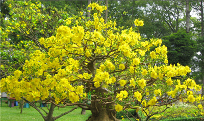 Cây Hoa Mai - Nguồn gốc, Ý nghĩa