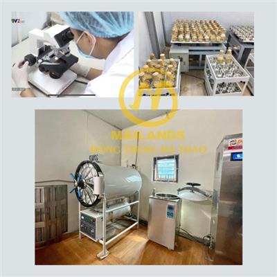 Trải nghiệm thăm quan thực tế Trung tâm nuôi cấy Đông trùng hạ thảo Mailands